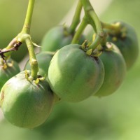 Jatropha curcas L.